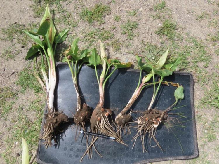 BÖLGEDE BİYOLOJİK ÇEŞİTLİLİK AÇISINDAN ÇOK CİDDİ BİR TEHDİT SÖZ KONUSU