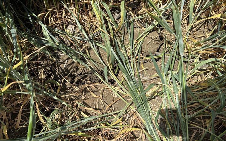 ‘ÇOK BÜYÜK ÇATLAKLAR VAR’