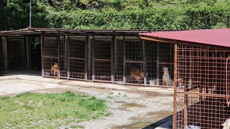 AKÇAY: AĞRISIZ ŞEKİLDE UYUTTUK