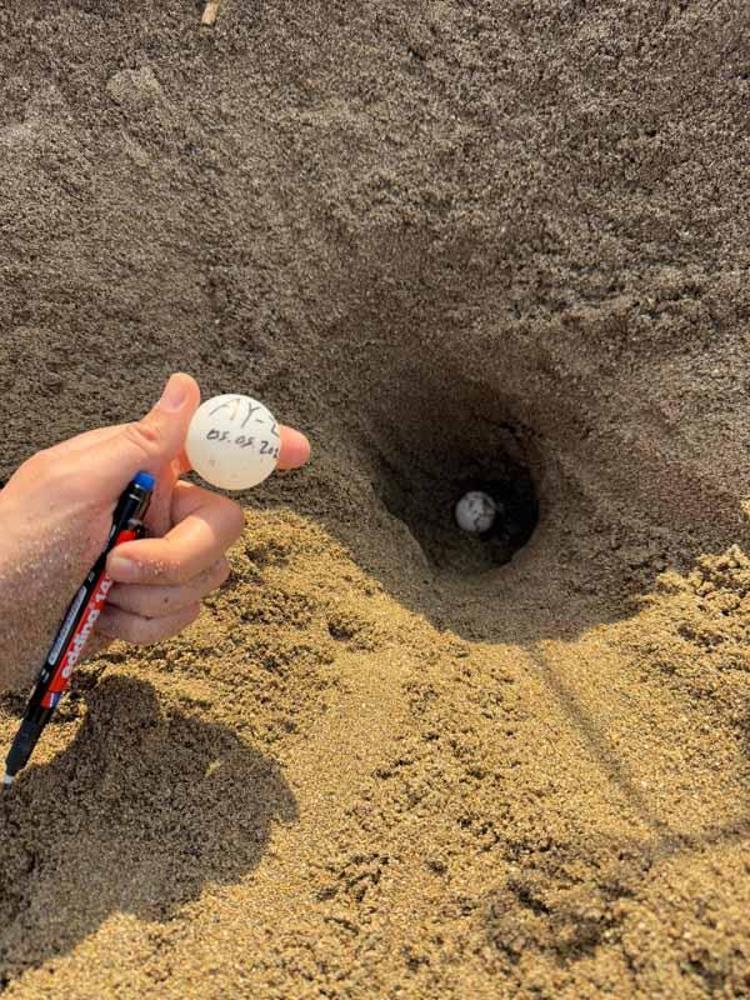 İLK YUVALAR 5 MAYIS GECESİ OLUŞTU