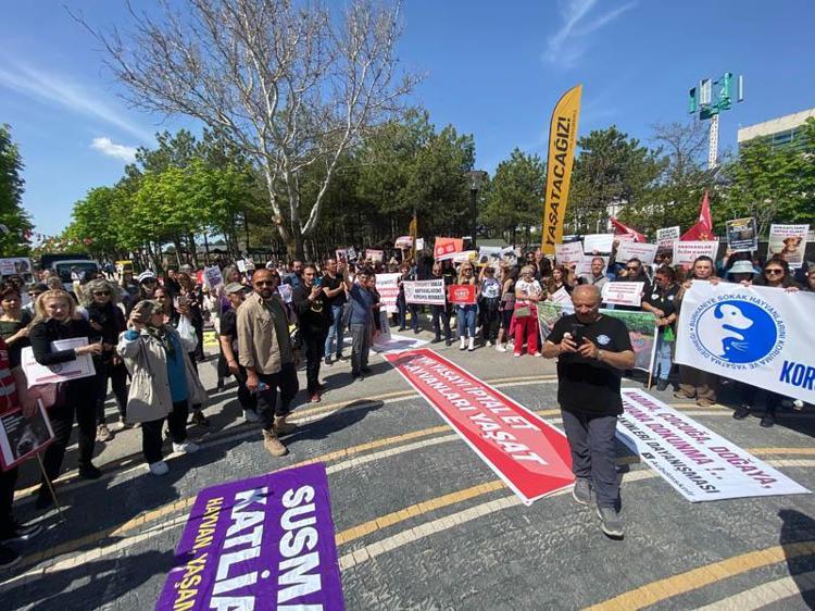 NİCE HAYVANLAR KATLEDİLDİ