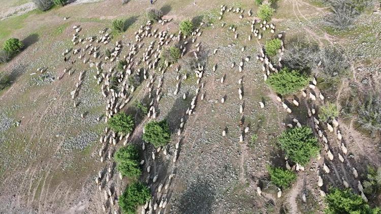 ‘GECE GÜNDÜZ DEMEDEN KOYUNLARLA YOL YÜRÜYORUZ’