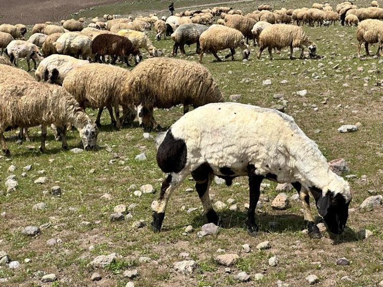 ‘GECEMİZ, GÜNDÜZÜMÜZ YOK’