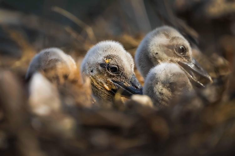 ESKİKARAĞAÇ, LEYLEKLERİN GÖÇ ROTASINDA