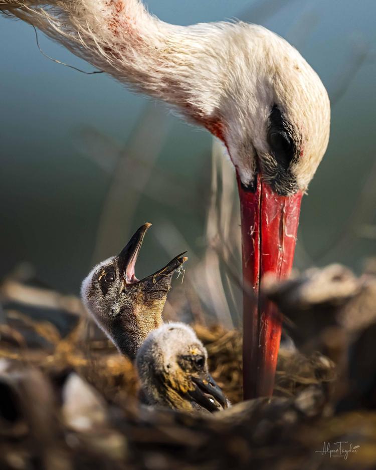 CANLI YAYINLA YUVASI İZLENEBİLİYOR