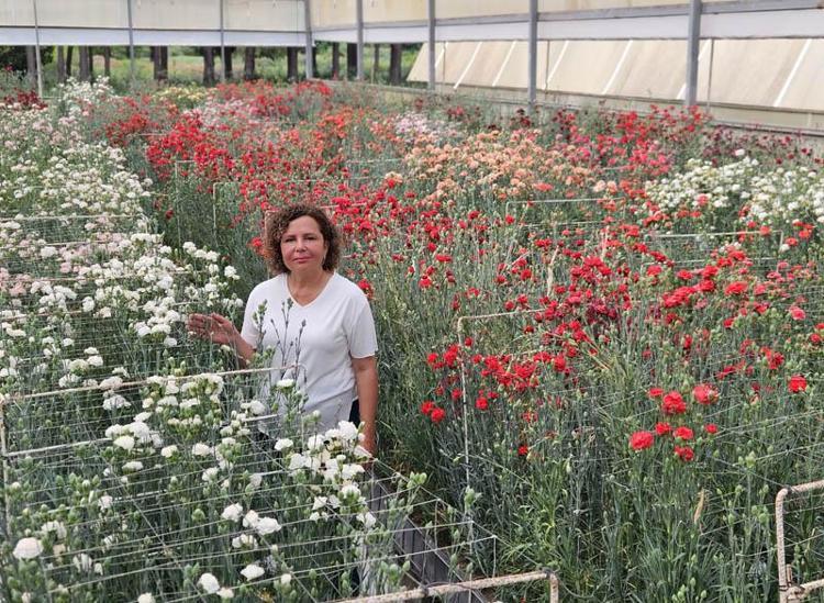 İLK YERLİ KARANFİL LİKYA KAYA