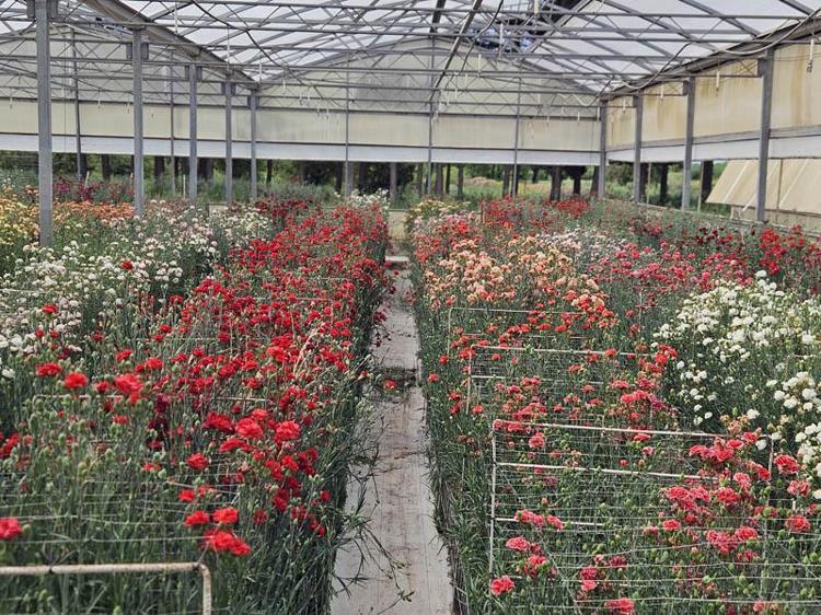 SAKSIDA YERLİ KARANFİLLER DE ÜRETİLDİ