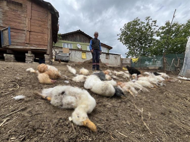 ‘ORMANLARA, KÖY CİVARINA BIRAKIYORLAR’