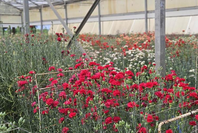 170 ADAY ÇEŞİT ÜRETİLDİ