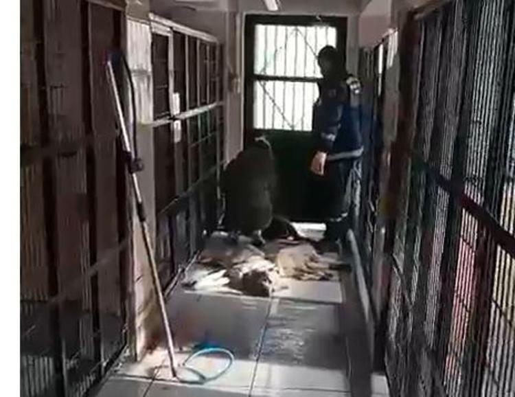 HAYVANSEVERLER BARINAĞIN ÖNÜNDE NÖBET TUTUYOR