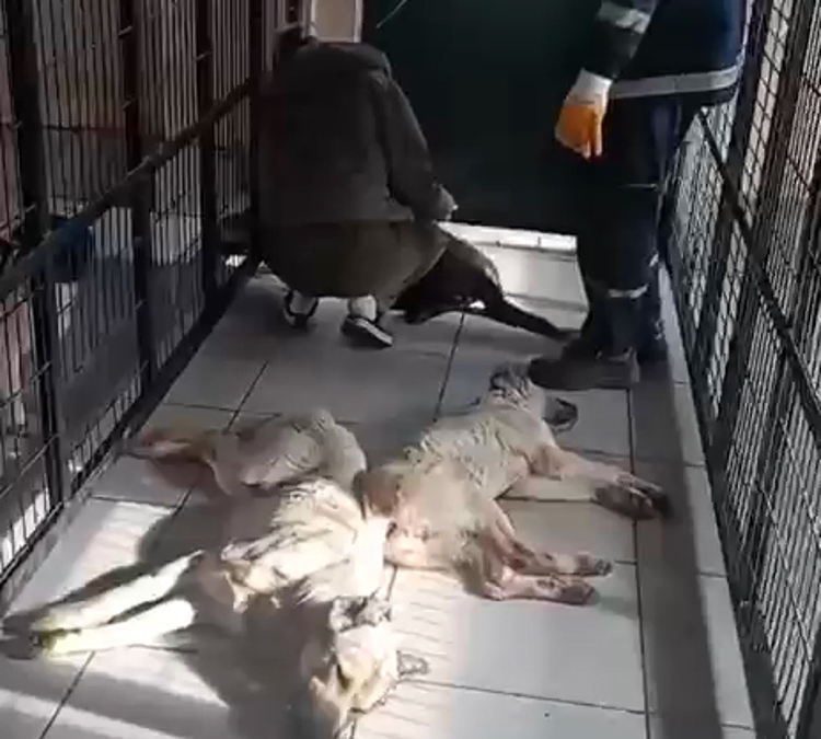 BARINAK BUNLARI SÜREKLİ ÖLDÜRÜP ÇÖPLÜĞE ATIYOR