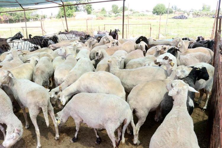 KURBANLIK ALIRKEN DİKKAT EDİLMELİ