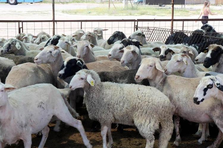 SON BİR- İKİ GÜN KALA HAREKETLİLİK ARTAR