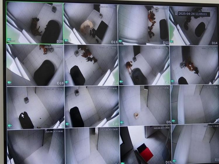 ANNELER VE YAVRULARI 24 SAAT KAMERAYLA İZLENİYOR