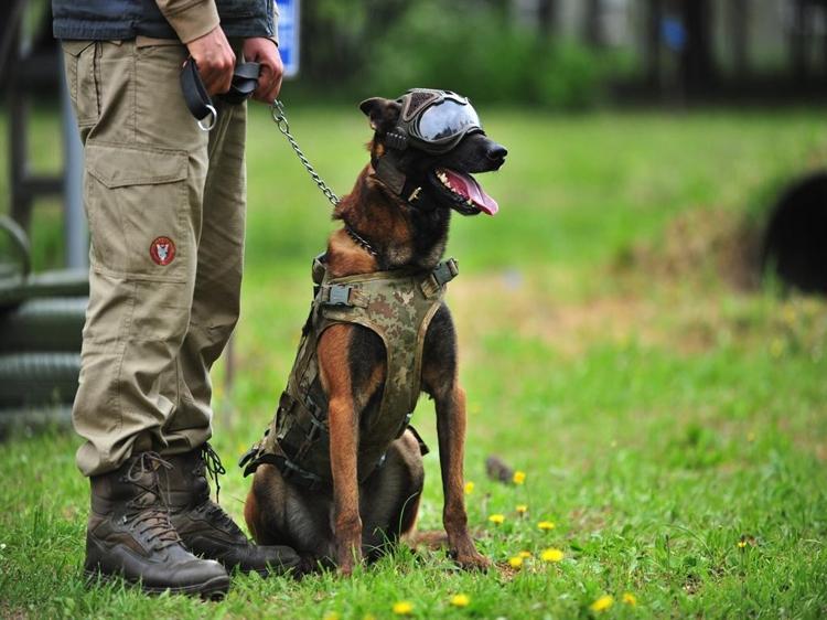 ‘KEŞİF’ KÖPEKLERİ GÜÇ VE CESARETLERİYLE ÖNE ÇIKIYOR