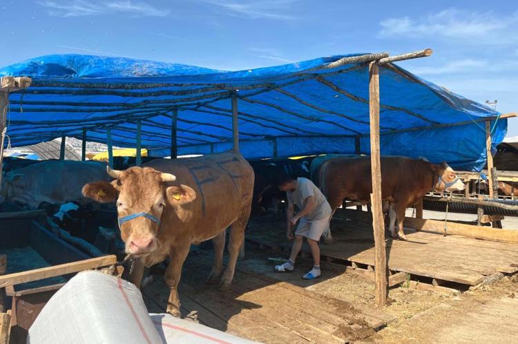 HAYVAN BİLGİLERİ ERİŞİME AÇIK