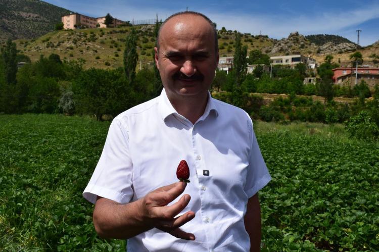 ÇOK BELİRGİN, ÇOK GÜÇLÜ BİR AROMASI VARDIR