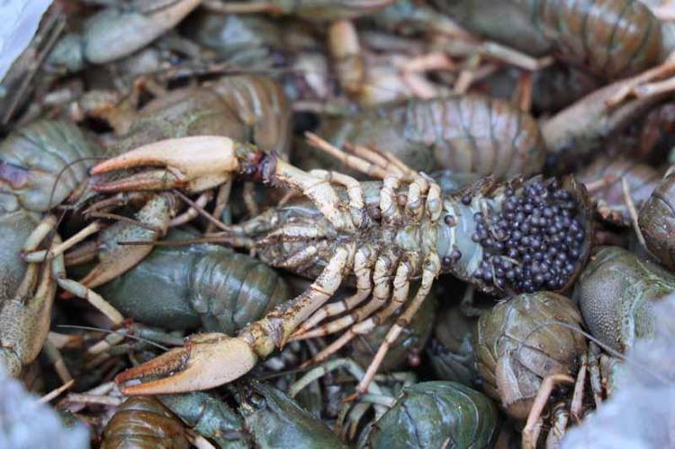 MAVİ YENGEÇLERİN BİR KISMI ÖLÜ