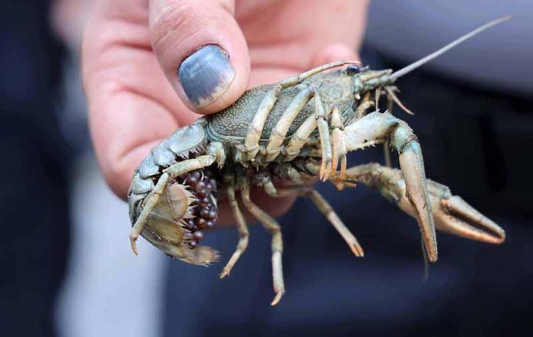 DOĞAL YAŞAM DÖNGÜLERİ DEVAM EDECEK