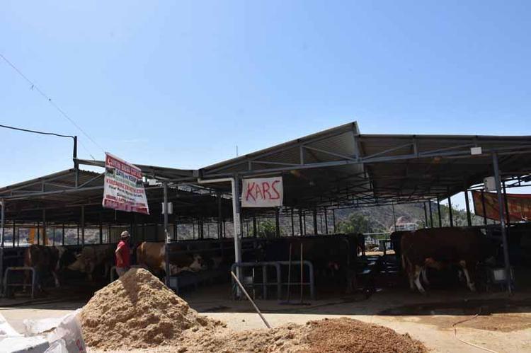 HAYVAN KESİLDİKTEN SONRA ETİ 24 SAAT DİNLENDİRİLMELİ