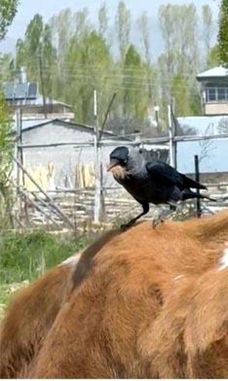 ‘BÜYÜK VE KÜÇÜKBAŞ HAYVANLARIN TÜYLERİNDEN YUVA YAPABİLİRLER’