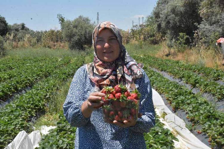 ÇİLEĞİ MERAK EDİP DİKTİM