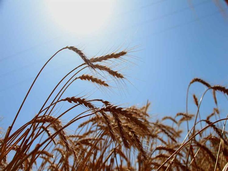 DAHA AZ SU TÜKETEN BİTKİLERE GEÇİŞ YAPILABİLİR’