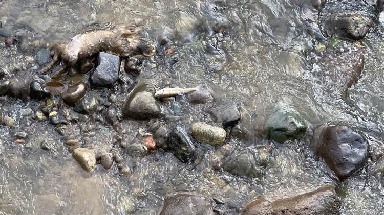 ‘DEREYE BAKTIM BALIKLAR ÖLMÜŞ’