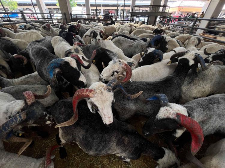 FANATİKLİĞİMİ KOÇLARIMA YANSITTIM