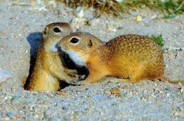 15 YIL AYNI AĞACIN ALTINDA YABAN HAYATI FOTOĞRAFI ÇEKTİ