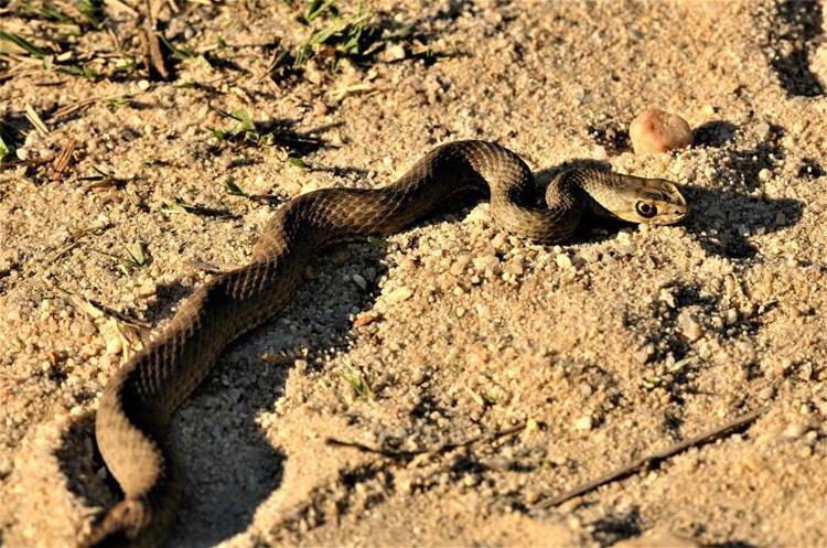 BİR YILAN İÇİN 5 SAAT BEKLEDİM