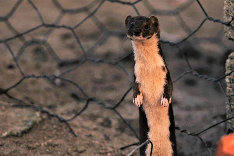 BOMBİNA BOMBİNAYI İLK FOTOĞRAFLAYAN BENİM