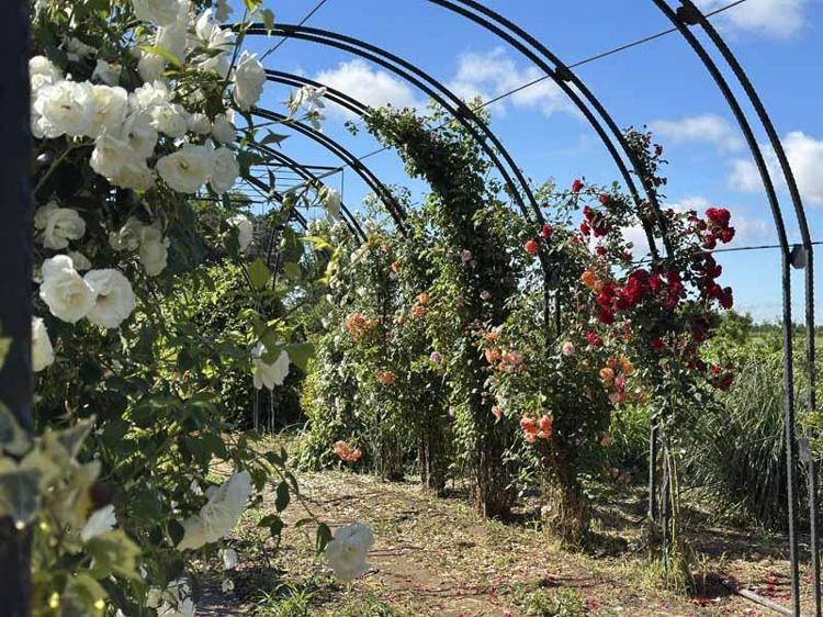 60 CİVARINDA TIBBİ VE AROMATİK BİTKİ BULUNMAKTA