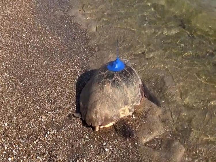 ULUSLARARASI GÖNÜLLÜLER SAHADA