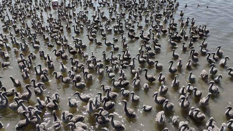 İKİ ÜREME MERKEZİNDEN BİRİ İZMİR