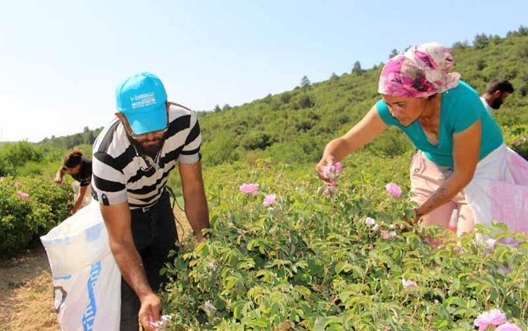 BAHÇEDEN İMALATA GÜL TURİZMİ