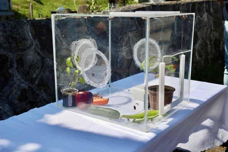 TRABZONDA DA SAMURAY ARILAR SALINDI