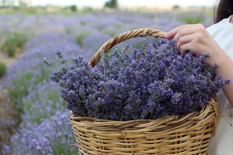 ‘KATMADEĞERİ OLAN BİR BİTKİ’