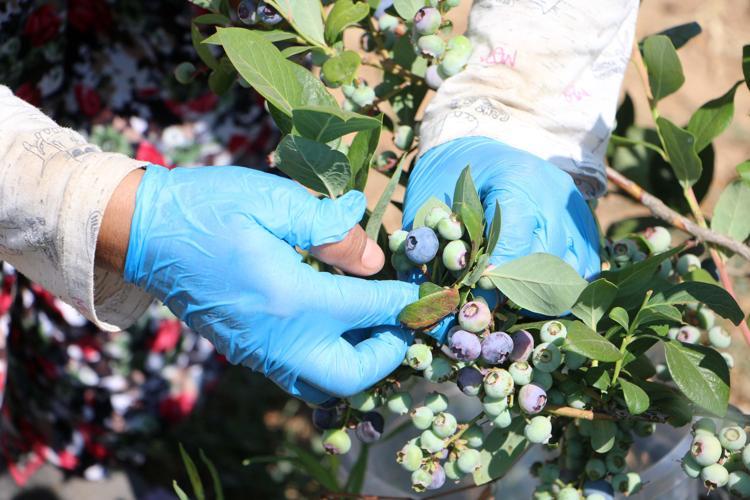 SAYILAMAYACAK KADAR FAYDASI VAR