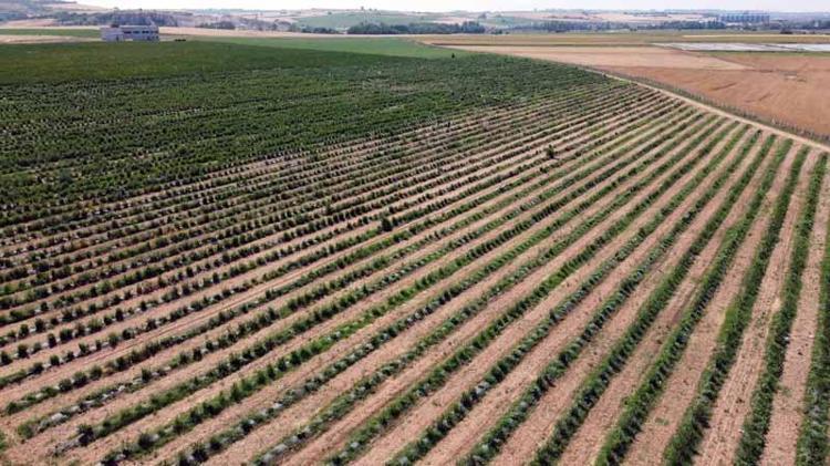 SABAH ERKEN SAATTE HASAT EDİYORUZ