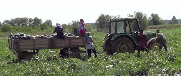 GÜZEL BİR REKOLTE BEKLENTİMİZ VAR