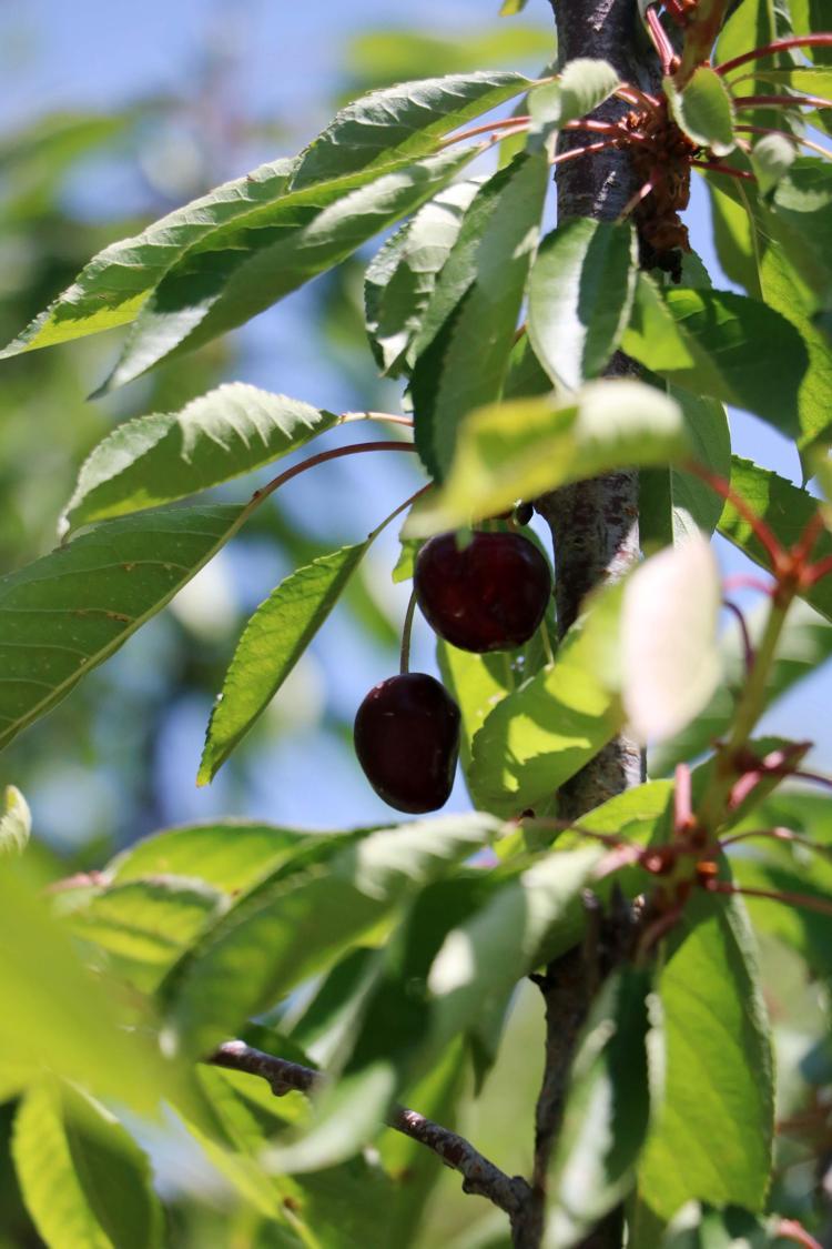 AĞAÇTA 1-2 EN FAZLA 5 KİRAZ