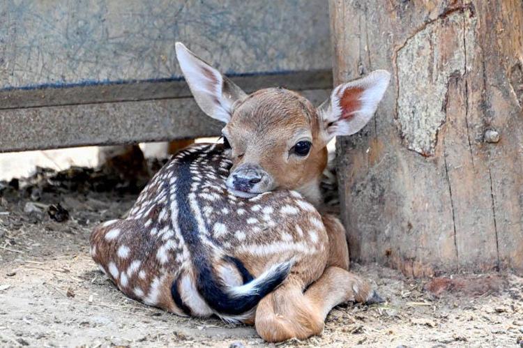 YAVRUSU OLAN HAYVANLAR DAHA ÇOK İLGİ GÖRÜYOR