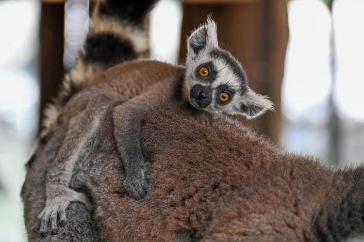 ZİYARETÇİLERİMİZ, YAVRULARIMIZI GÖRME ŞANSINA SAHİPLER