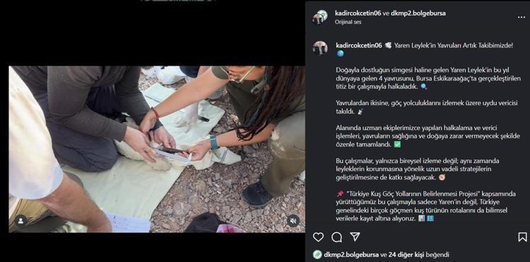 BURSADA 38 YAVRU LEYLEĞE HALKA TAKILDI