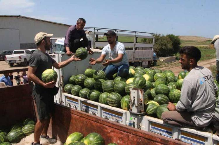 ŞU AN KARPUZLAR, ÖRTÜ ALTI ÜRÜNÜ