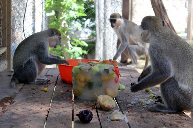 HAYVANLARA ÇOK İYİ BAKILDIĞINI GÖRDÜK