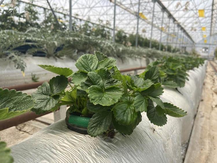 ’24 SAAT GECE GÖRÜŞ KAMERALARIYLA İZLENİYOR’