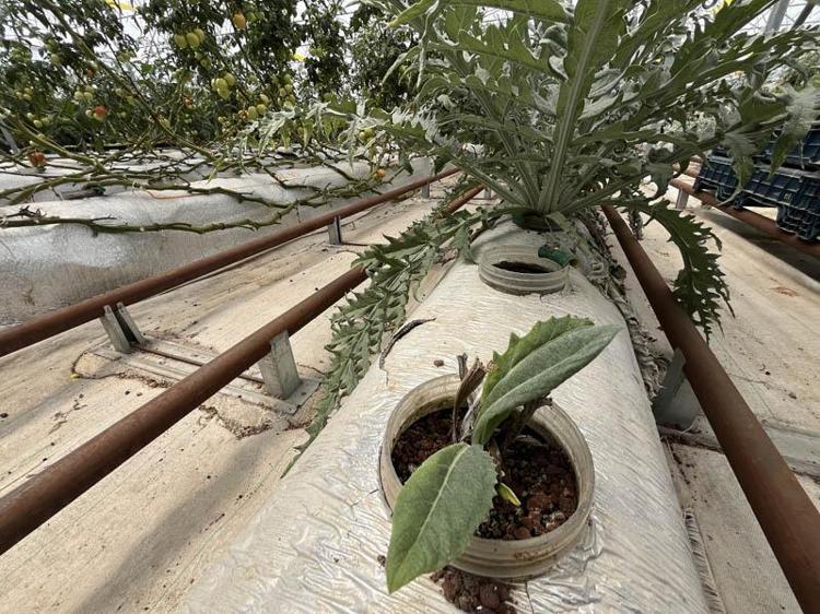 ‘İNSAN SAĞLIĞINA FAYDALI’