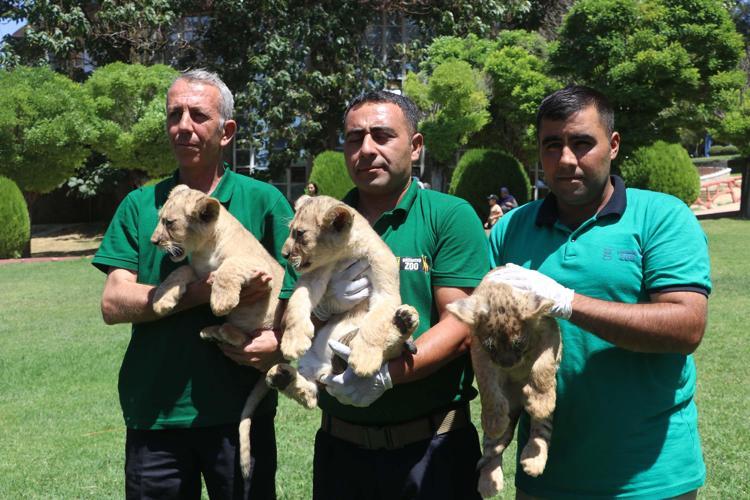 ’27 ASLANIMIZ OLDU’